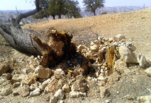 برخورد قاطع قضایی با قطع‌کنندگان غیرمجاز درختان در بندپی بابل