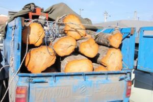 کشف چوب فاقد مجوز حمل در تیل آباد