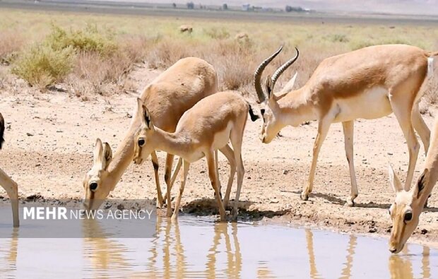 پارک ملی موته در آغوش حسن رباط؛ فرصتی تازه برای گردشگری طبیعت