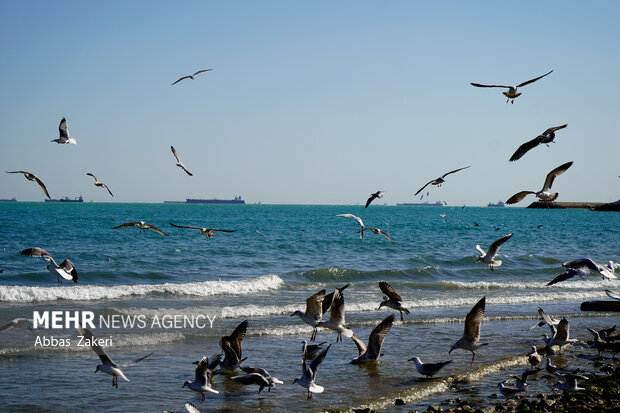ورود پرندگان مهاجر به جزیره قشم برای زمستان گذرانی