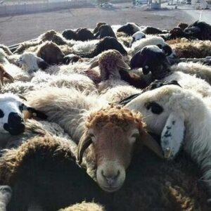 کامیون حامل احشام ۱۸ میلیاردی قاچاق در فریدن توقیف شد