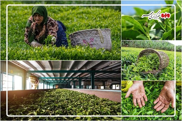 پایان پرونده چای سنواتی؛ ۳۱ هزار تُن از انبارهای تهران خارج شد