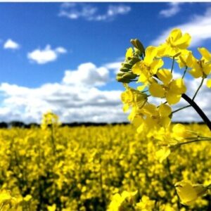 رشد ۵۰ درصدی سطح زیرکشت کلزا در شهرستان گیلانغرب