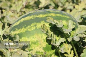 آغاز برداشت هندوانه خارج از فصل از زمین‌های کشاورزی منطقه تازیان