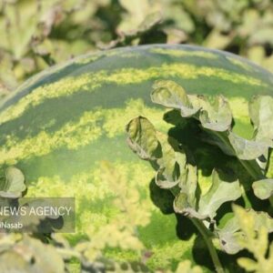 آغاز برداشت هندوانه خارج از فصل از زمین‌های کشاورزی منطقه تازیان