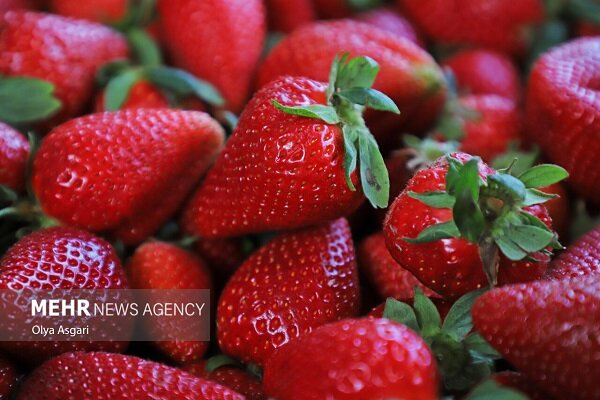 پیش بینی برداشت ۷۲۰۰ تن توت فرنگی در سیمرغ
