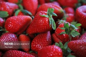پیش بینی برداشت ۷۲۰۰ تن توت فرنگی در سیمرغ