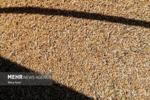 تخلیه ۶۶ هزار تُن گندم در بندر شهید رجایی آغاز شد