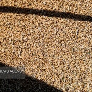 تخلیه ۶۶ هزار تُن گندم در بندر شهید رجایی آغاز شد