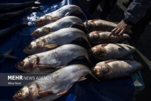 توسعه اقتصاد دریامحور با هدف‌گذاری تولید ۲.۶ میلیون تن محصولات آبزی