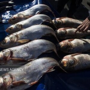 توسعه اقتصاد دریامحور با هدف‌گذاری تولید ۲.۶ میلیون تن محصولات آبزی