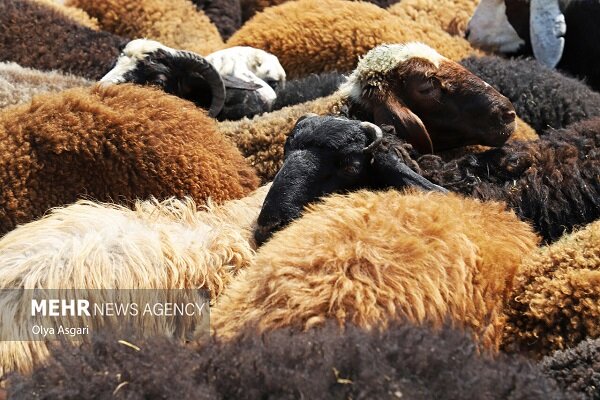 کشف دام زنده قاچاق ۴.۸ میلیاردی در دماوند