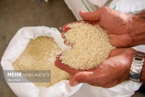 واردات ۶۰۰ هزار تن برنج تا پایان سال ضروری است