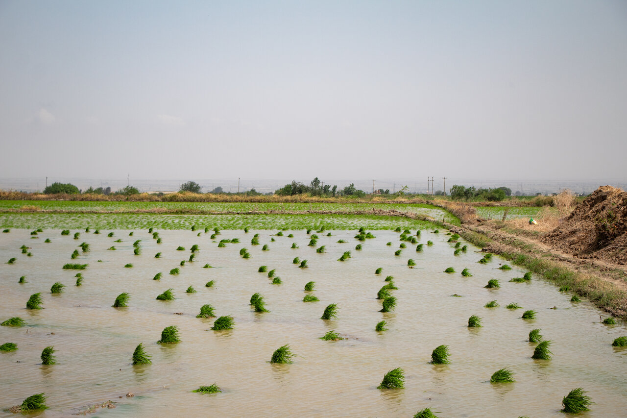 دو راهی بر مسیر توسعه کشاورزی؛ الگوی کشت گلستان، قانون بدون زیرساخت