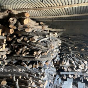 امسال ۳۱ استر هیزم جنگلی در میاندرود کشف شد