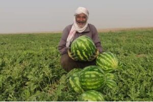 اوج‌گیری برداشت هندوانه پاییزه در جاسک