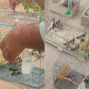 کشف محموله بزرگ سهره‌ طلایی از یک شکارچی متخلف در مریوان