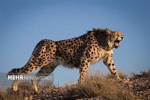 ثبت فیلمی کم‌نظیر از لحظه شکار یوزپلنگ «هیوا» در پارک ملی توران شاهرود