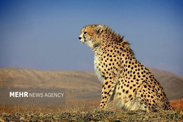 یوزپلنگ نر «هیوا» در پارک ملی توران شاهرود مشاهده شد