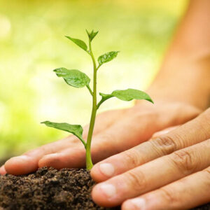 خانمحمدیان: احیای جنگل‌های آسیب‌دیده از آتش‌سوزی در دره شهر آغاز شد