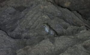 تصاویری زیبا از پلنگ ایرانی ماده با سه توله