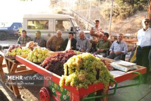 جشنواره تاک و افلاک شهر کامو و چوگان در تقویم ملی گردشگری کشور ثبت شد