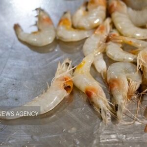 افزایش ۱۰۰ درصدی تولید میگو در کنارک؛ پرورش ۱۲۶ میلیون قطعه لارو میگو