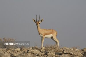 اینجا شاهرود است؛ همزیستی مسالمت‌آمیز