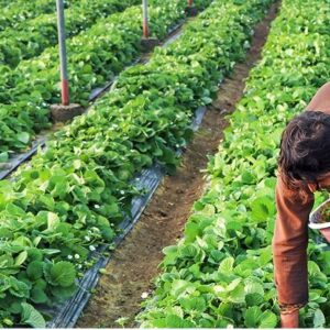 خراسان جنوبی آماده جهش گلخانه ای؛ توسعه منوط به حمایت دولت