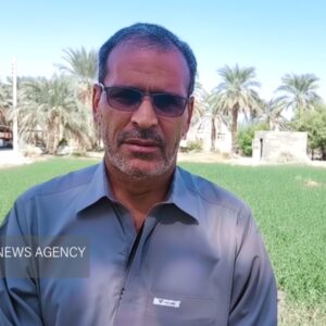 نارویی: برداشت چین سوم حنا در شهرستان دلگان انجام شد