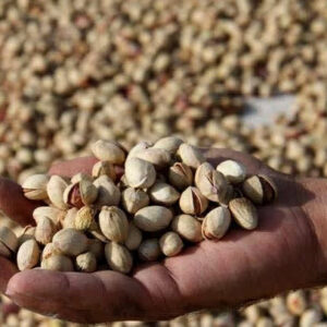 راه‌اندازی آزمایشگاه تخصصی پسته در استان سمنان؛ کیفیت افزایش می‌یابد