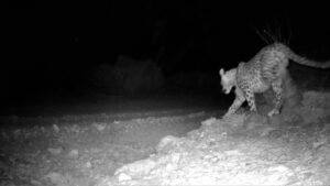 پلنگ طزره دامغان در زیستگاه طبیعی مشاهده شد