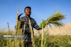 اندیشکده حکمرانی کشاورزی باهدف کمک به تصمیم‌سازی خوزستان راه‌اندازی شد
