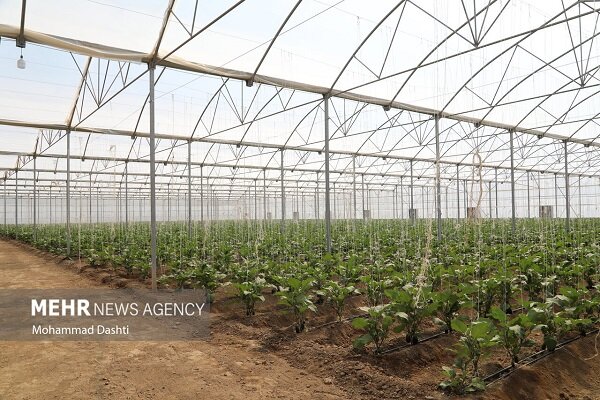 بهره مندی ۸۰۰  خانواده از کشت گلخانه ای در خراسان جنوبی
