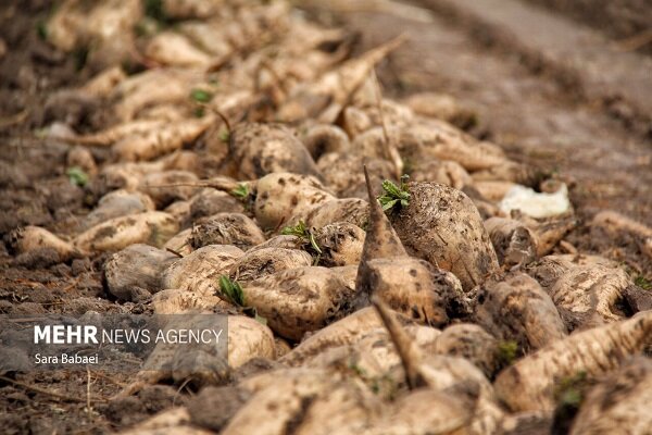 تولید بیش از ۴۷۲ هزار تن چغندرقند در شهرستان کرمانشاه