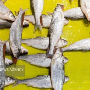 ۴۰۰ کیلو ماهی قاچاق در میناب کشف شد