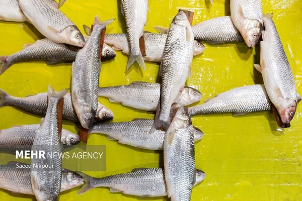 کشف ماهی قاچاق در میناب