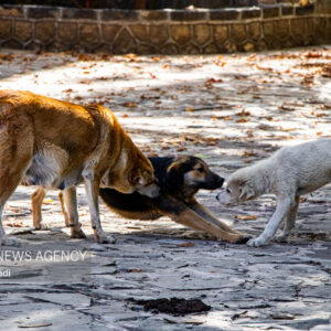 سگ‌های بلاصاحب در چالوس فوری ساماندهی شود