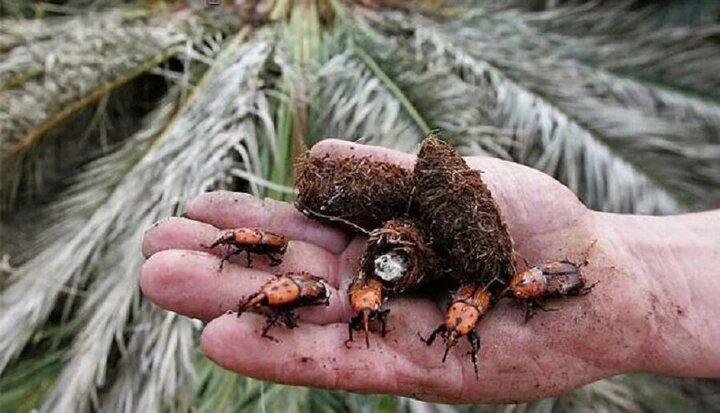 طیبی: پاجوش نخل، سوسک سرخرطومی را به نخلستان های فهرج می آورد