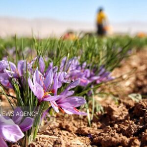 دستخواه احمدی: برداشت زعفران در تربت جام با کاهش ۴۰ درصدی مواجه شد
