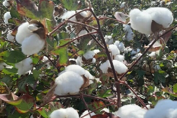 دو راهی بر مسیر توسعه کشاورزی؛ الگوی کشت گلستان، قانون بدون زیرساخت