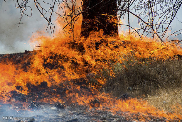 حریق در خط لوله اصلی گاز در مسیر کرمانشاه–سراب نیلوفر