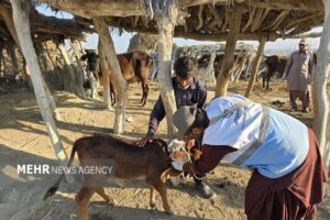 ایزانلو: بیش از ۱۵۰ هزار پایش بیماری‌های دامی در شیروان انجام شد