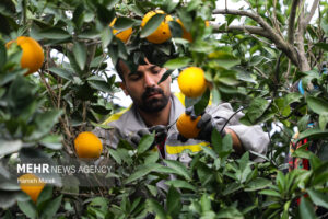 برداشت مرکبات در ۲ هزار هکتار از باغات شهرستان گچساران آغاز شد