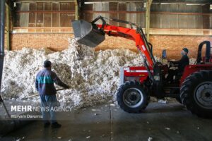 اینفوگرافیک؛ اقتصاد زیان ده پنبه خراسان رضوی