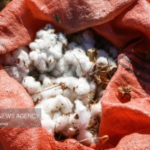 فروپاشی خاموشِ سفید طلایی؛ چرا پنبه‌کاری در خراسان رضوی صرفه ندارد؟