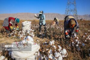 اینفوگرافیک؛ مثلث بحران در پنبه خراسان رضوی