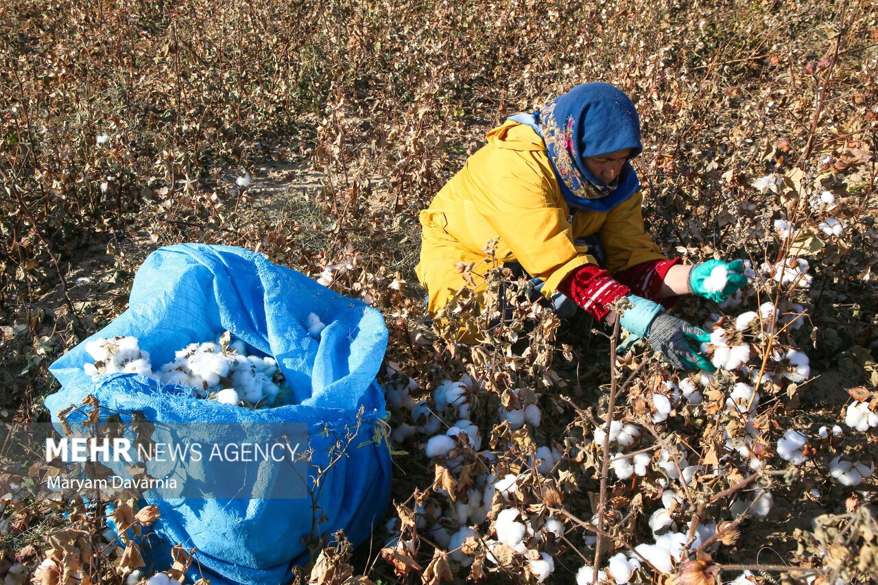 فروپاشی خاموشِ سفید طلایی؛ چرا پنبهکاری در خراسان رضوی صرفه ندارد؟