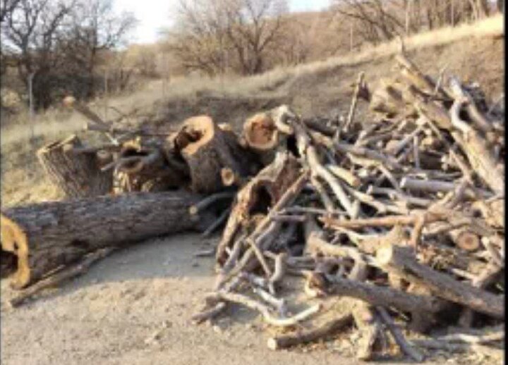 توقیف پنج تن چوب قاچاق در سنقروکلیایی