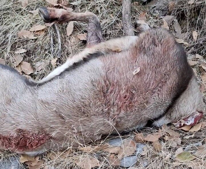 کشف لاشه کل وحشی در منطقه حفاظت‌شده شاهو و کوسالان